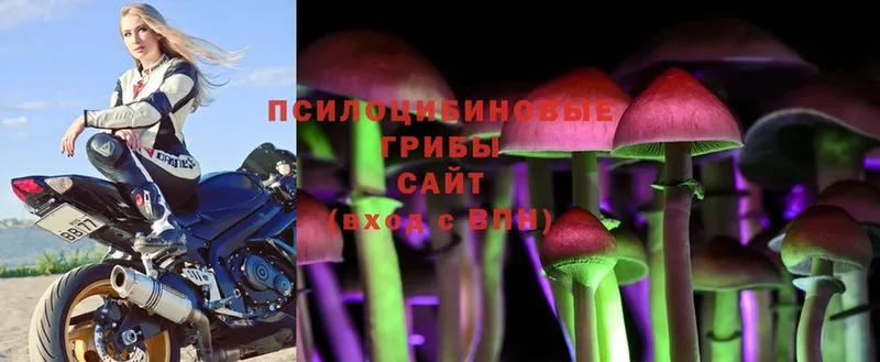 закладка  Тырныауз  Галлюциногенные грибы Psilocybine cubensis 